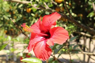 Haiti Hava tahmini