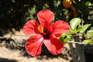 Haiti Hava tahmini
