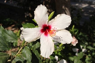 Haiti időjárás-jelentés