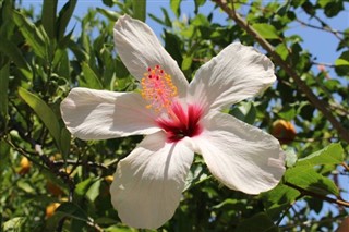 Haiti időjárás-jelentés