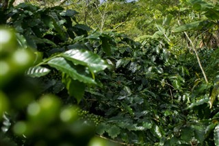Honduras Hava tahmini