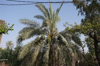 Irak Hava tahmini