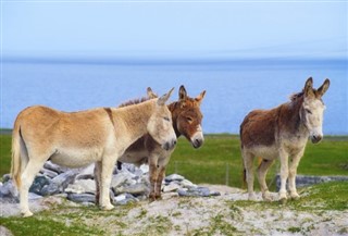 İrlanda hava tahmini