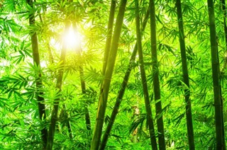 Japan weather forecast
