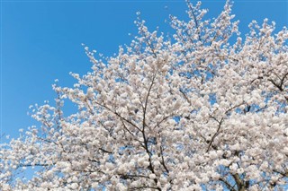 Japonya hava tahmini