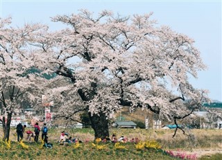 Japan vejrudsigt