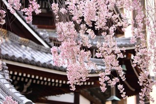 Japan vejrudsigt