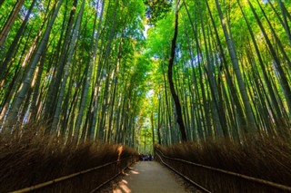 Japán időjárás-jelentés