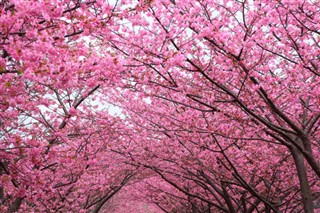 Japonya hava tahmini