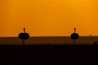 Kenya hava tahmini