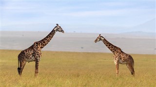 Kenya időjárás-jelentés