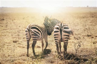 Kenya Időjárás-jelentés