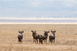 Kenya Hava tahmini