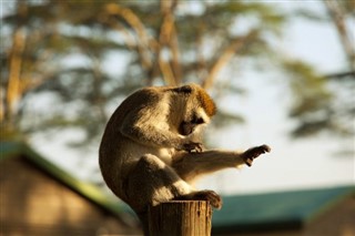 Kenya Hava tahmini