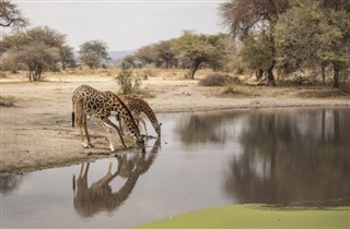 Kenya vejrudsigt
