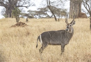 Kenya Hava tahmini