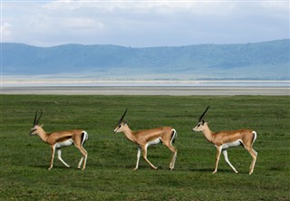 Kenya hava tahmini