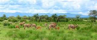 Kenya hava tahmini