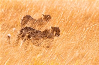 Kenia previsioni del tempo