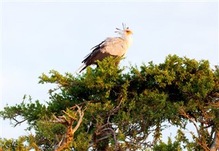Kenia pronóstico del tiempo