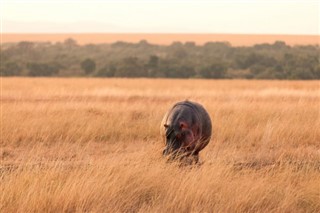 Kenya Hava tahmini