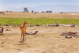 Kenya Hava tahmini
