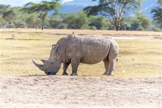 Kenya Hava tahmini