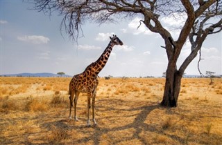 Kenya hava tahmini