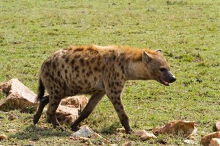 Kenya hava tahmini