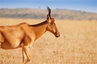 Kenya hava tahmini
