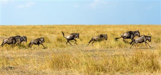 Kenya hava tahmini