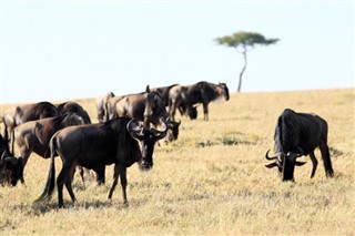 Kenya Hava tahmini
