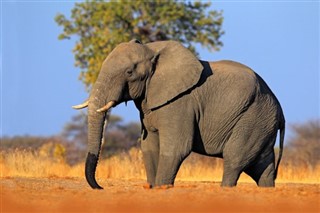 Kenya Hava tahmini