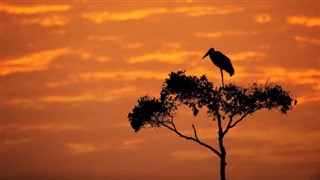 Kenya hava tahmini