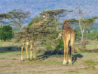 Kenya hava tahmini