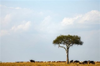 Kenya vejrudsigt