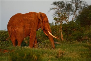 Kenya hava tahmini