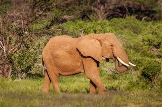 Kenya hava tahmini