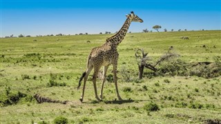 Kenya hava tahmini