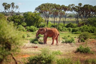 Kenya hava tahmini