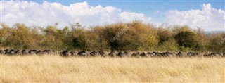Kenya hava tahmini