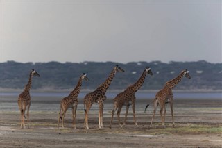 Kenya időjárás-jelentés