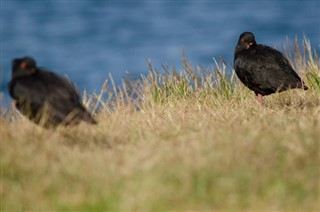 Kiribati hava tahmini