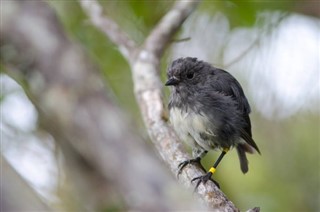 Kiribati Hava tahmini