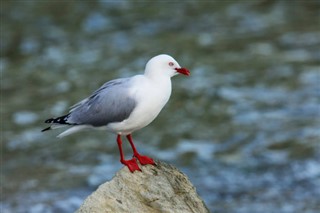 Kiribati hava tahmini