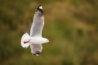 Kiribati hava tahmini