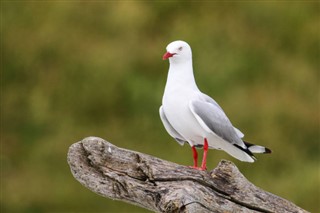 Kiribati időjárás-jelentés