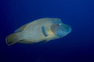 Kiribati hava tahmini