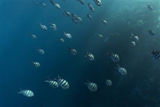 Kiribati hava tahmini