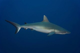 Kiribati hava tahmini